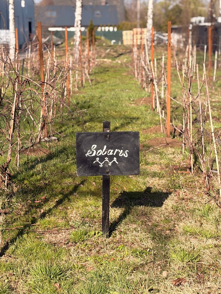 Nowe nasadzenia i dynamiczny rozwój Winnicy Jasienica