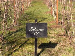 Nowe nasadzenia i dynamiczny rozwój Winnicy Jasienica